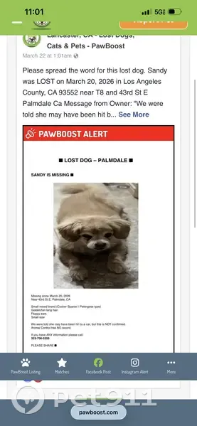 Lost female dog, 20th Street North, Arlington - small mix type with golden hair - photo
