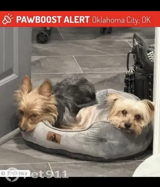 Missing dog Female, Oklahoma City (usl533213) - photo