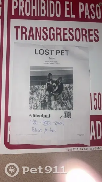 Lost female dog, West Los Arboles Place, Chandler - tan and blue - photo