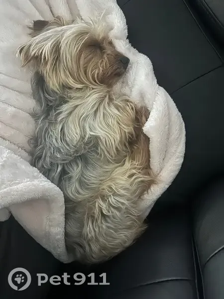 Lost Dog, Southwest 44th Street, Oklahoma City - Male Yorkie with Shaggy Coat - photo