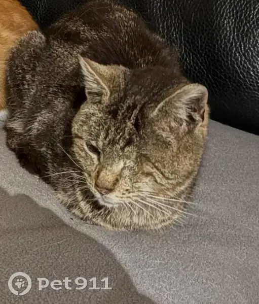 Chat perdu, Chemin des Cigales, Aramon - gris avec 1 œil en moins - photo