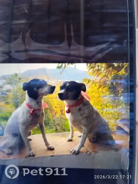 Perdido perro hembra, Alhaurín el Grande, Andalucía - Bodeguera de 10 años - photo