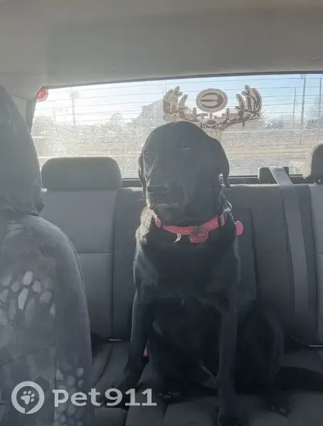 Lost Female Dog, North Jefferson Street, Kansas City - Black Lab, 65 lbs - photo