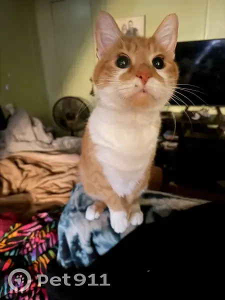 Lost male cat, Moline Drive, Evansville - orange and white with freckles - photo