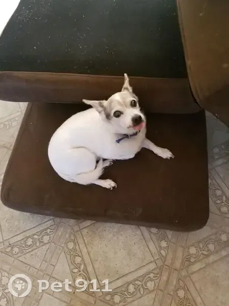 Lost male dog, Hawley Street, 201, Rochester, Manhattan - very sweet, 16 years old - photo