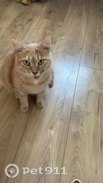 Chat perdu, Bagneux, Île-de-France - minette rousse claire - photo