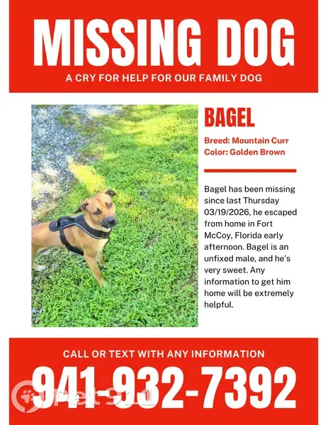 Lost male dog, Northeast 234th Place Road, Interlachen - mountain curr - photo