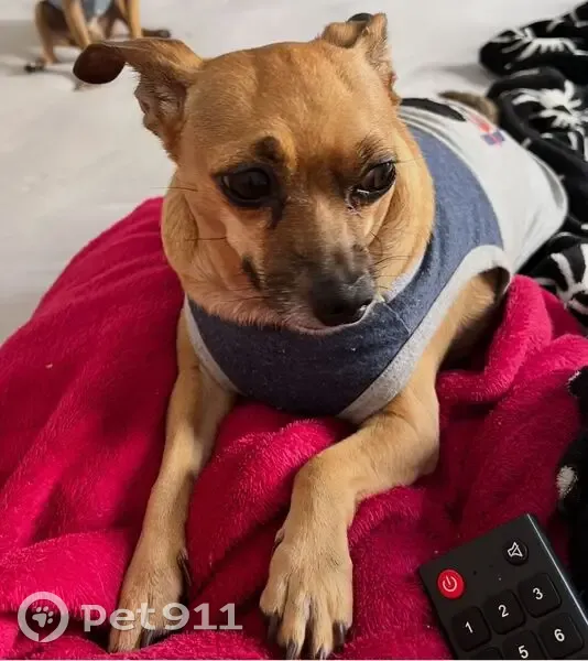 Cachorro perdido Macho (brl002505) - photo