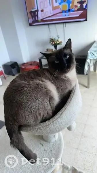 Perdu chat homme marron, Chemin de la Bletta, Vaulx-en-Velin - photo