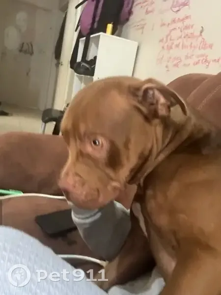 Lost female dog, Liverpool Road, Ashfield - red nose Pitbull - photo