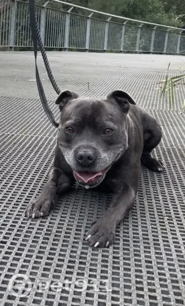 Lost male dog, Pindari Road, Georges River Council - photo