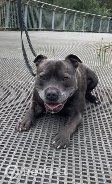 Missing dog Male, Georges River Council (al495607) - photo