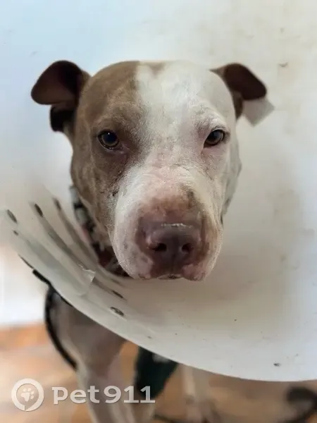 Cachorro encontrado Macho (brf002507) - photo