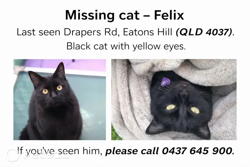 Lost male cat, Drapers Road, City of Moreton Bay - black with yellow eyes - photo