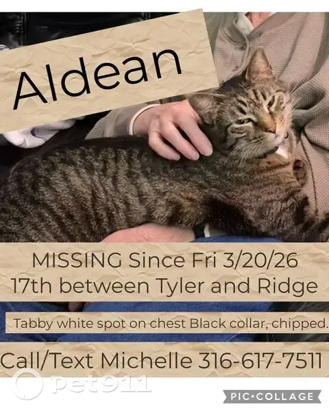 Lost male cat, West 17th Court North, Wichita - brown and black Tabby - photo