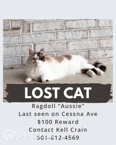 Lost female cat, Greenbrier, Little Rock - unique markings between the eyes - photo