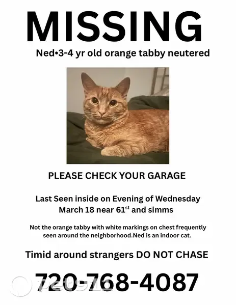 Lost male cat, West 61st Place, Arvada - medium sized and neutered - photo