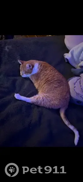 Lost male cat, West 26th Street, Richmond - blind and shy - photo