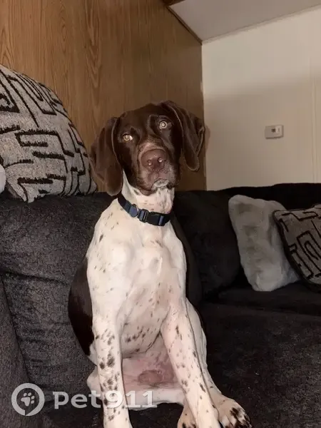 Lost male dog, Sisson Lane, Sissonville - dark brown & white - photo