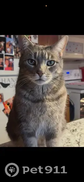 Lost male cat, Boland Avenue, Wilkes-Barre - all grey with green/yellow eyes - photo