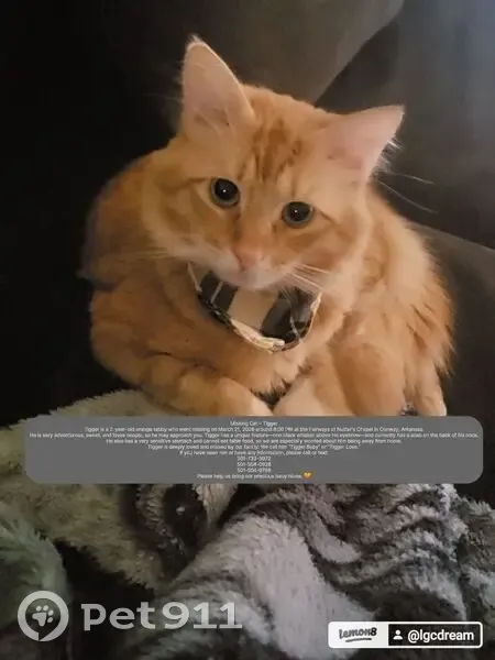 Lost male cat, Nutters Chapel Road, Conway - orange tabby with a black whisker - photo