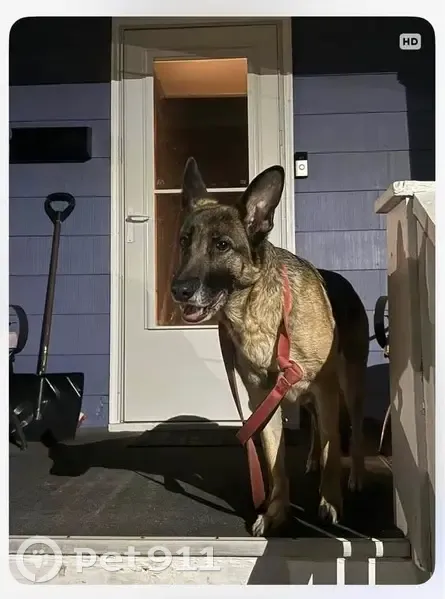Lost female dog, Lowell Street, Vandergrift - German Shepherd - photo