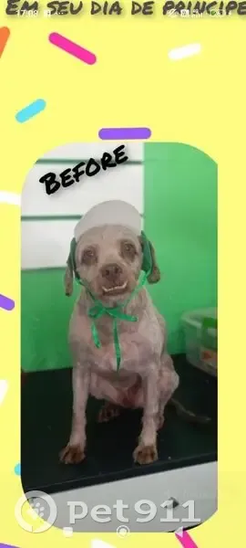 Cachorro perdido Macho (brl002508) - photo