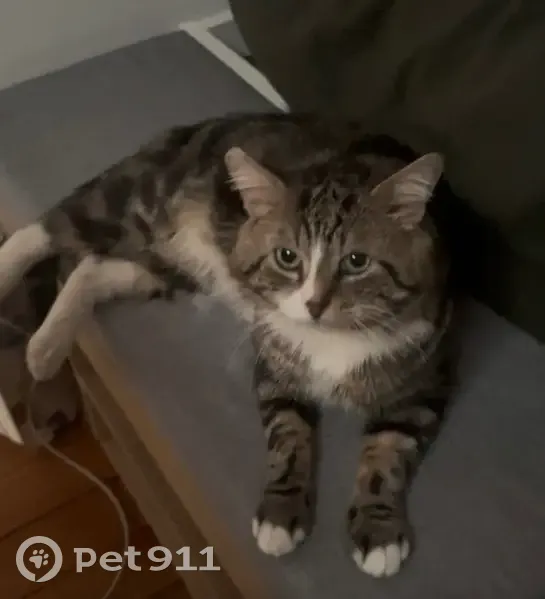 Chat perdu, Rue Gaston Daguenet, Argenteuil - homme avec une oreille qui rebique - photo