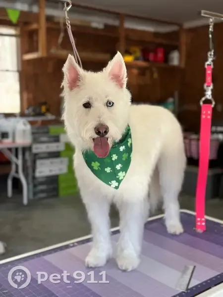 Lost female dog, Clifton Landing Road, Kilmarnock - white with one brown eye and one blue eye - photo