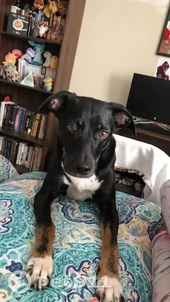 Lost female dog, Lively Hope Road, Marlboro Village - green collar - photo