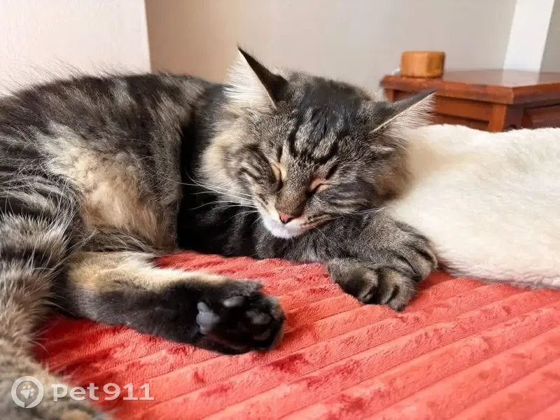 Lost male cat, Oatley Avenue, Georges River Council - timid Mainecoon cross - photo