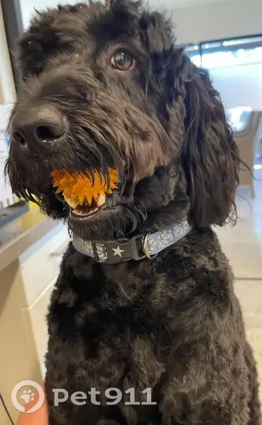 Lost male dog, Yirrigan Drive, 174, Stirling, Bayswater - black, medium-sized, 2yo - photo