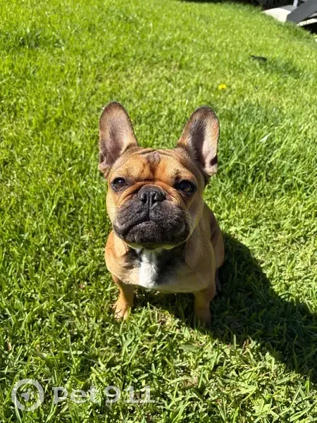 Lost female dog, Lake Macquarie City Council, Sydney - orange/brown coat, no tail - photo