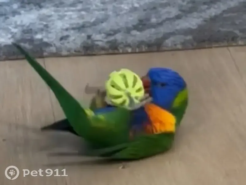 Lost bird, Eugenia Street, 20, Melbourne - female, tame and responds to Rio - photo