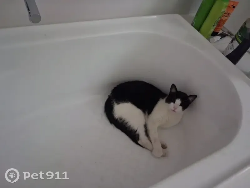 Lost male cat, Madge Street, 9A, Port Adelaide Enfield - black and white, microchipped - photo