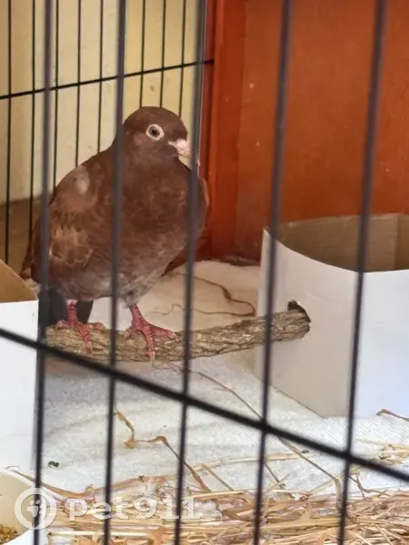 Lost bird, Weaponess Road, Wembley - brown with brown and white wings - photo