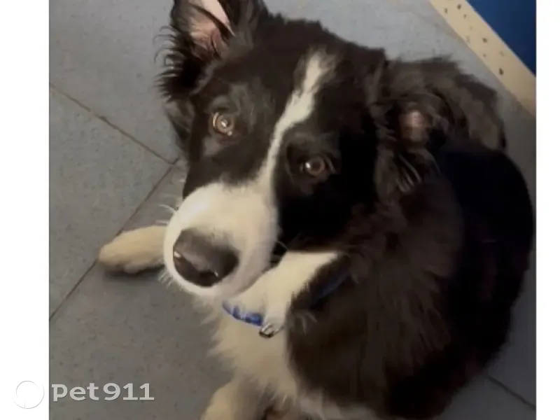 Perdido perro macho, Calle de Colmenarejo, Galapagar - border collie blanco y negro - photo