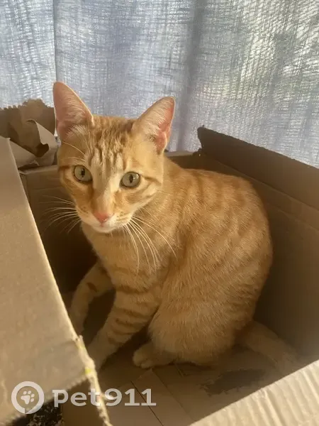 Perdido gato, Torrealquería, Marbella - naranja y amable - photo
