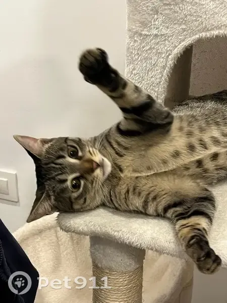 Perdido gato hembra, Carrer de Llevant, 29, L'Hospitalet de Llobregat - tigra grisa de 10 meses - photo