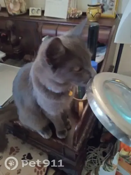 Lost male cat, Southwest 110th Lane, Miami - blue collar - photo