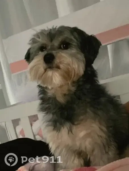 Cachorro perdido Macho (brl002509) - photo