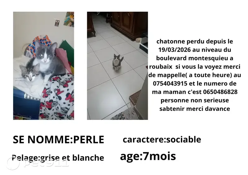 Chat perdu, Boulevard Montesquieu, Roubaix - femelle grise et blanche - photo