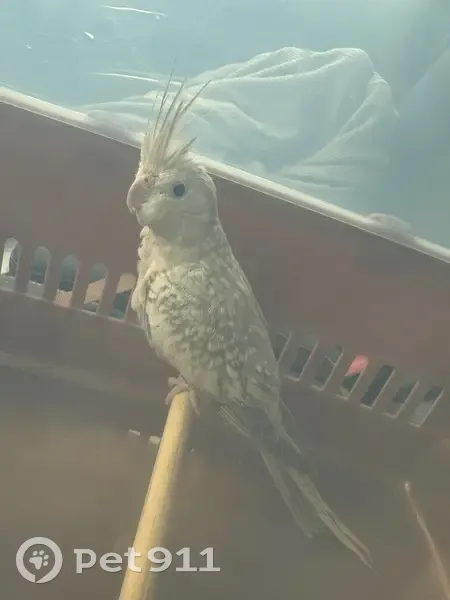 Lost female bird, Parlett Morgan Road, Mechanicsville - cinnamon and brown, named Ula - photo