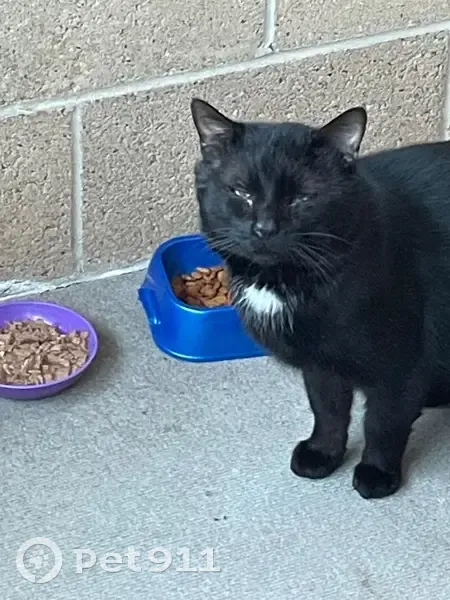 Lost male cat, Rockbourne Road, Dundalk - large black with a white patch - photo