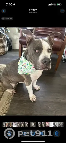 Lost dog, Preston Street, 777, Houston - photo