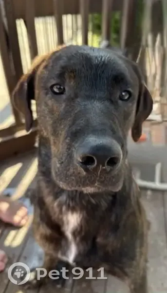 Lost male dog, Belgrade, Maine - brindle labahoula with white chest - photo