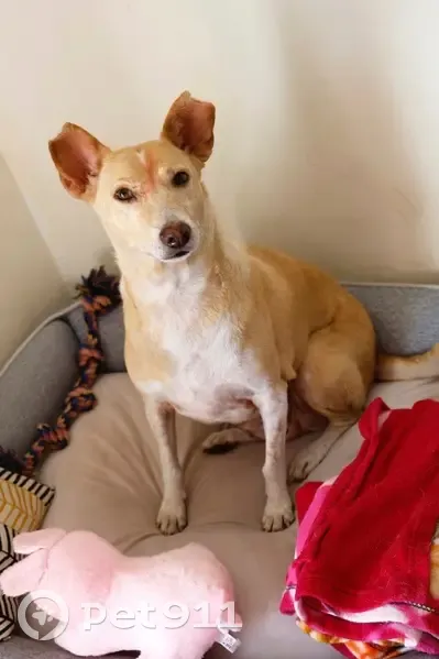 Lost female dog, Palace Street, 20, Kitchener - short brown hair, white patches - photo