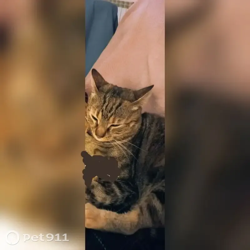 Perdido gato hembra, Calle Xauen, 22, Ciudad Real - grande con 2 collares - photo