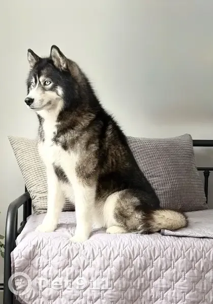 Lost female dog, Vermont 122, Sheffield - black and white with two white spots - photo