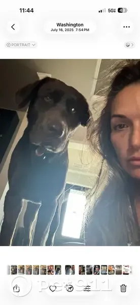Lost male dog, Sweed Road, Washington - purebred chocolate lab - photo